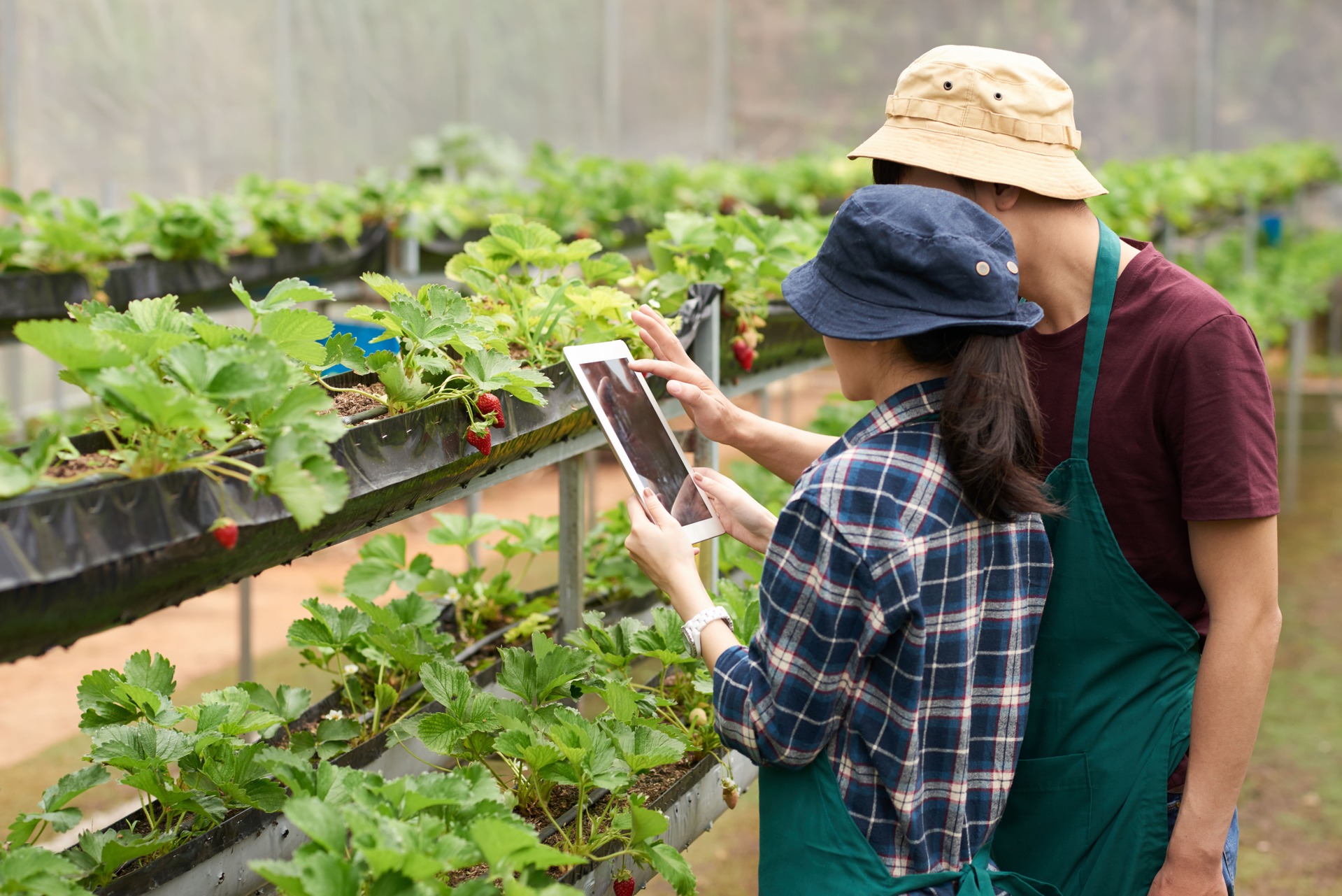 A agricultura familiar é a produção de alimentos feita por famílias que vivem no campo.